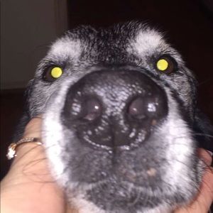 Meet your Posher, Kendall